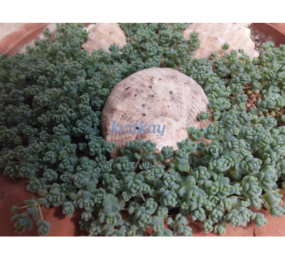 Седум грунтопокривний кімнатний Sedum dasyphyllum 